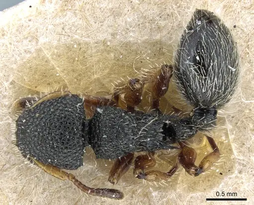 Procryptocerus belti specimen CASENT0904894 image casent0904894_1