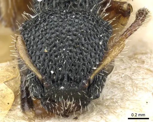 Procryptocerus belti specimen CASENT0904894 image casent0904894_2