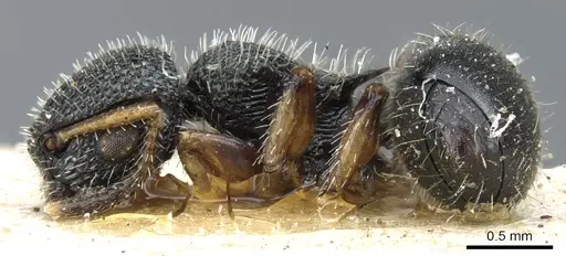Procryptocerus belti specimen CASENT0904894 image casent0904894_3
