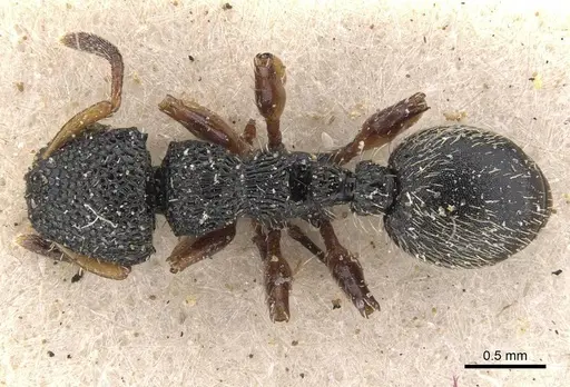 Procryptocerus belti specimen CASENT0909243 image casent0909243_1