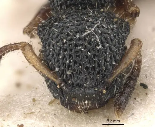 Procryptocerus belti specimen CASENT0909243 image casent0909243_2