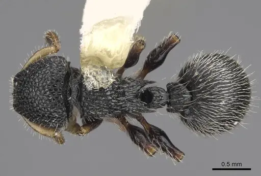 Procryptocerus belti specimen CASENT0914487 image casent0914487_1