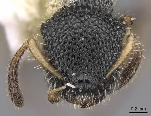 Procryptocerus belti specimen CASENT0914487 image casent0914487_2