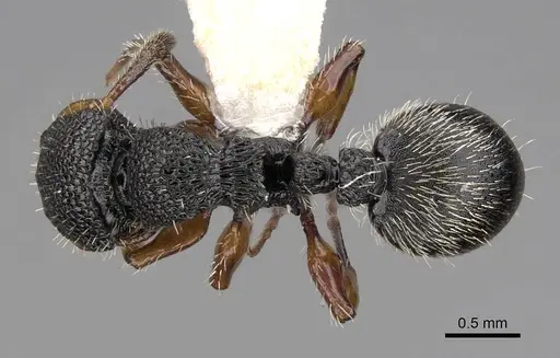 Procryptocerus belti specimen CASENT0922618 image casent0922618_1