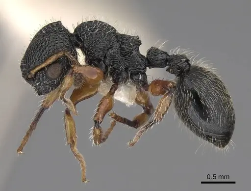 Procryptocerus belti specimen CASENT0922618 image casent0922618_3