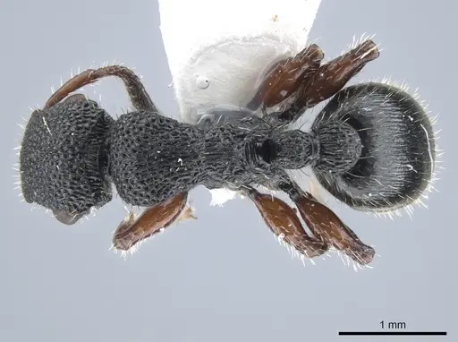 Procryptocerus carbonarius specimen CASENT0651713 image casent0651713_1