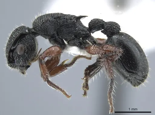 Procryptocerus carbonarius specimen CASENT0651713 image casent0651713_3