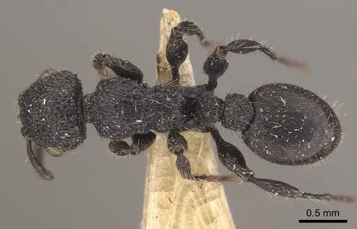 Procryptocerus carbonarius specimen CASENT0919590 image casent0919590_1