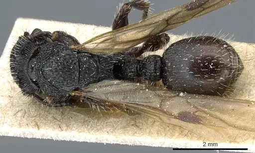 Procryptocerus clathratus specimen CASENT0904895 image casent0904895_1