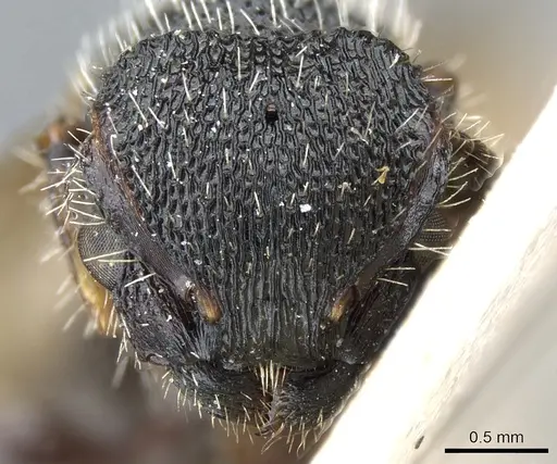 Procryptocerus clathratus specimen CASENT0904895 image casent0904895_2