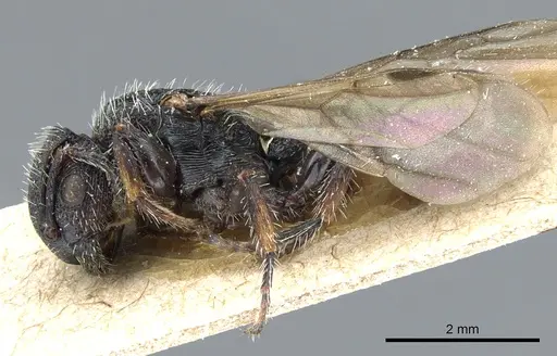 Procryptocerus clathratus specimen CASENT0904895 image casent0904895_3