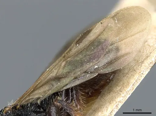 Procryptocerus clathratus specimen CASENT0904895 image casent0904895_4