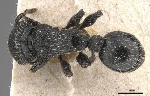 Procryptocerus clathratus specimen CASENT0909245 image casent0909245_1