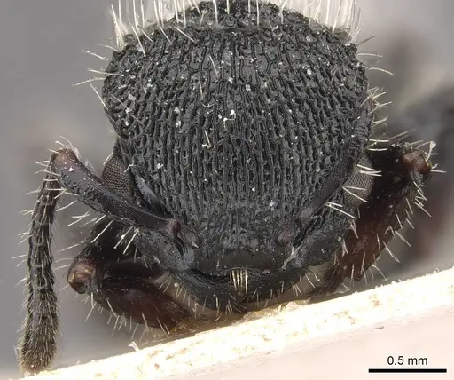 Procryptocerus clathratus specimen CASENT0909245 image casent0909245_2
