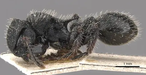 Procryptocerus clathratus specimen CASENT0909245 image casent0909245_3
