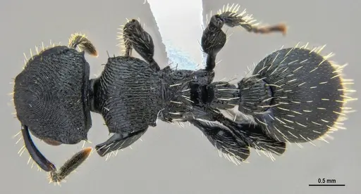 Procryptocerus convergens specimen ANTWEB1047386 image antweb1047386_1