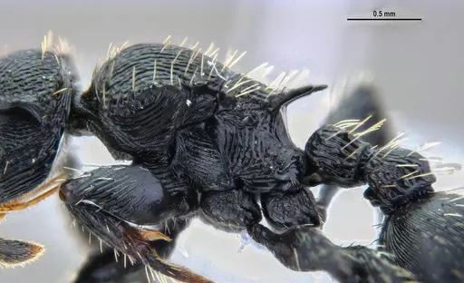 Procryptocerus convergens specimen ANTWEB1047386 image antweb1047386_4