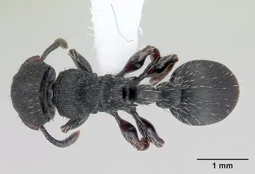 Procryptocerus convergens specimen CASENT0178628 image casent0178628_1