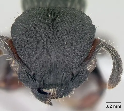 Procryptocerus convergens specimen CASENT0178628 image casent0178628_2