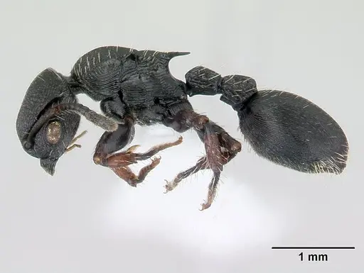 Procryptocerus convergens specimen CASENT0178628 image casent0178628_3