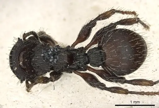 Procryptocerus convergens specimen CASENT0900228 image casent0900228_1