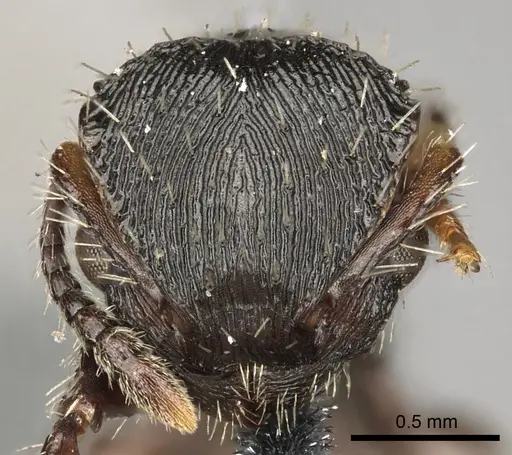 Procryptocerus convergens specimen CASENT0900228 image casent0900228_2