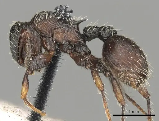 Procryptocerus convergens specimen CASENT0900228 image casent0900228_3