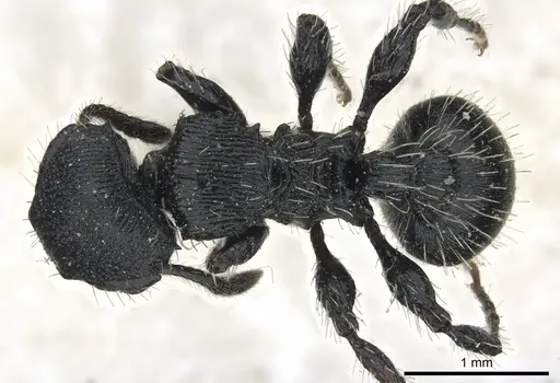 Procryptocerus convergens specimen CASENT0904889 image casent0904889_1