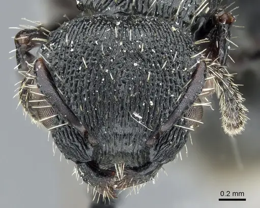 Procryptocerus convergens specimen CASENT0904889 image casent0904889_2