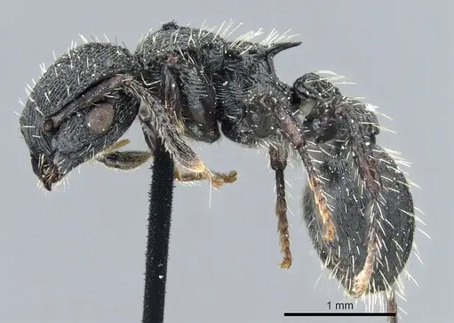 Procryptocerus convergens specimen CASENT0904889 image casent0904889_3