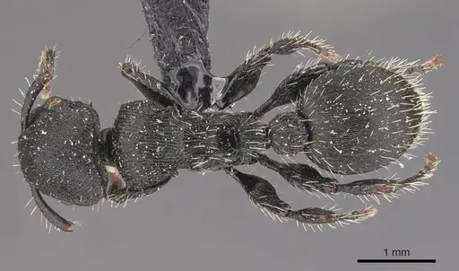 Procryptocerus convergens specimen CASENT0909253 image casent0909253_1