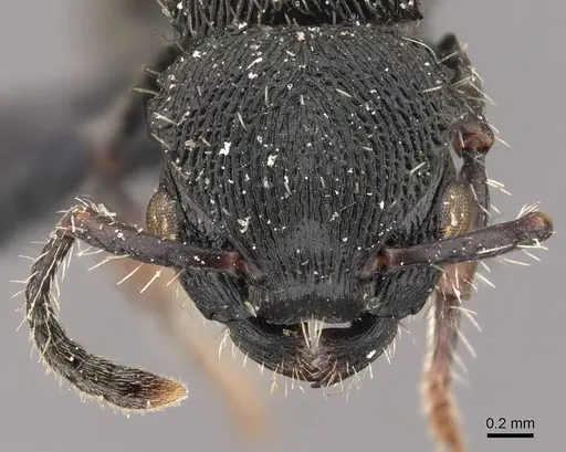 Procryptocerus convergens specimen CASENT0909253 image casent0909253_2