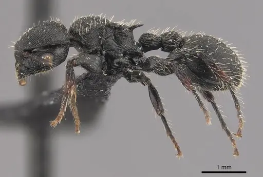 Procryptocerus convergens specimen CASENT0909253 image casent0909253_3
