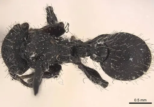 Procryptocerus convergens specimen CASENT0919591 image casent0919591_1