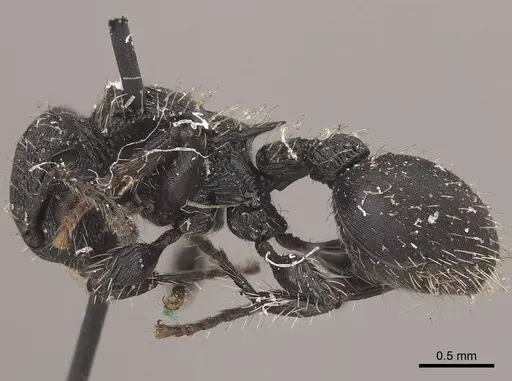 Procryptocerus convergens specimen CASENT0919591 image casent0919591_3