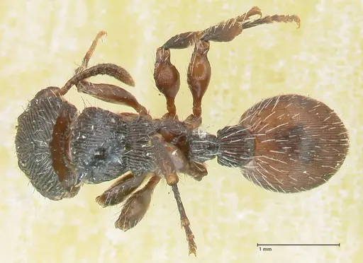 Procryptocerus convergens specimen FOCOL2116 image focol2116_1
