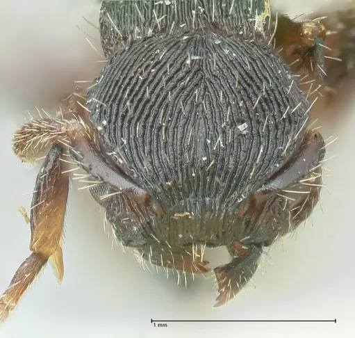 Procryptocerus convergens specimen FOCOL2116 image focol2116_2