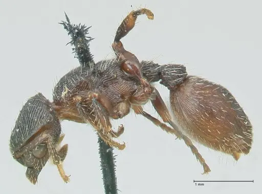 Procryptocerus convergens specimen FOCOL2116 image focol2116_3