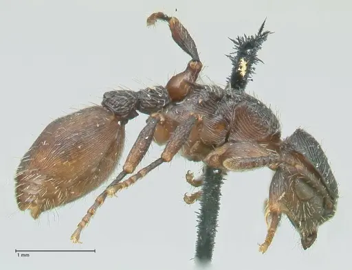 Procryptocerus convergens specimen FOCOL2116 image focol2116_4
