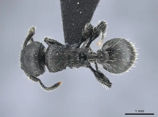 Procryptocerus convergens specimen UFV-LABECOL-000638 image ufv-labecol-000638_1