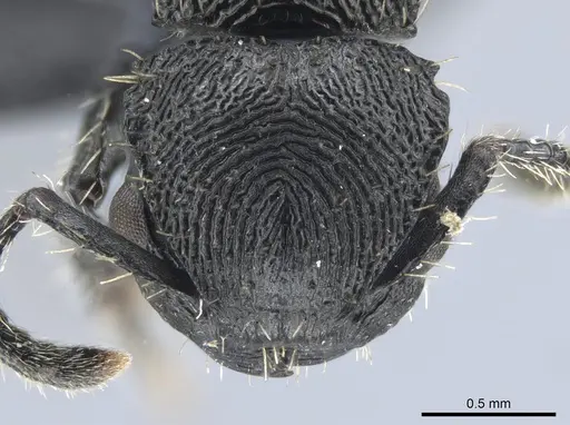 Procryptocerus convergens specimen UFV-LABECOL-000638 image ufv-labecol-000638_2