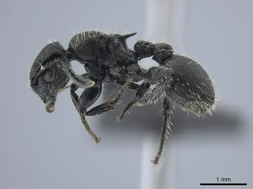 Procryptocerus convergens specimen UFV-LABECOL-000638 image ufv-labecol-000638_3
