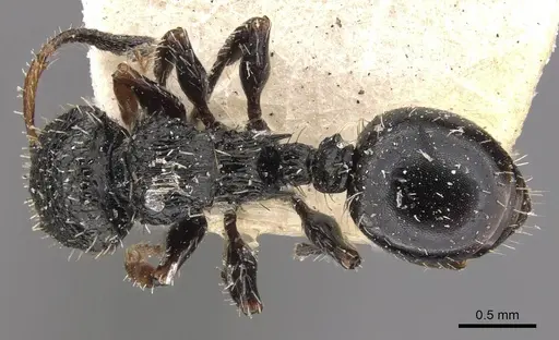 Procryptocerus convexus specimen CASENT0909248 image casent0909248_1