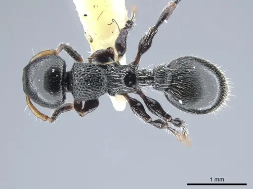 Procryptocerus coriarius specimen CASENT0651705 image casent0651705_1