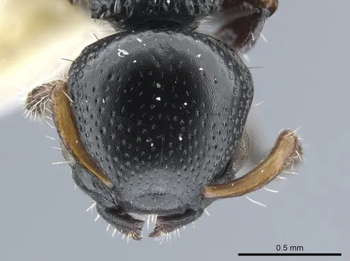 Procryptocerus coriarius specimen CASENT0651705 image casent0651705_2