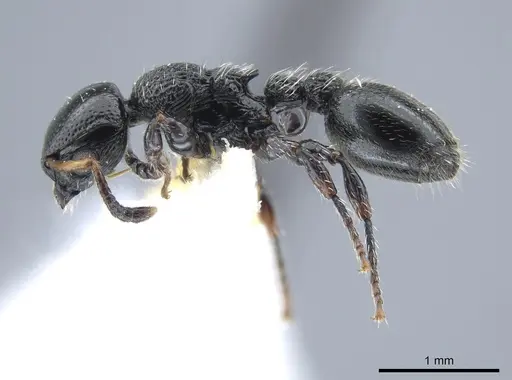 Procryptocerus coriarius specimen CASENT0651705 image casent0651705_3