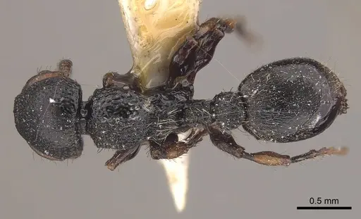 Procryptocerus coriarius specimen CASENT0919592 image casent0919592_1