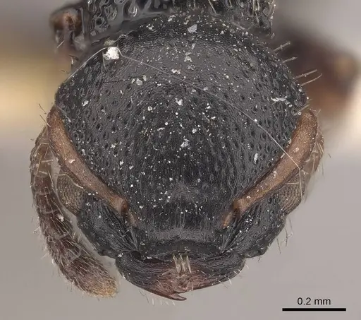 Procryptocerus coriarius specimen CASENT0919592 image casent0919592_2