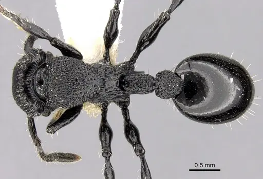 Procryptocerus eladio specimen CASENT0280782 image casent0280782_1