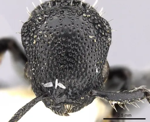 Procryptocerus eladio specimen CASENT0280782 image casent0280782_2